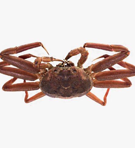 Crab product 10