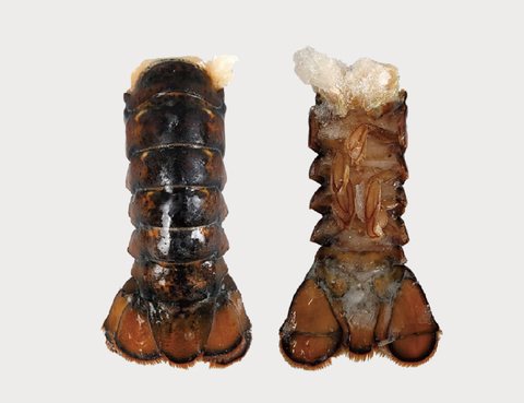 Lobster product 6