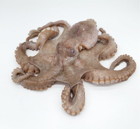 Octopus or squid product 1