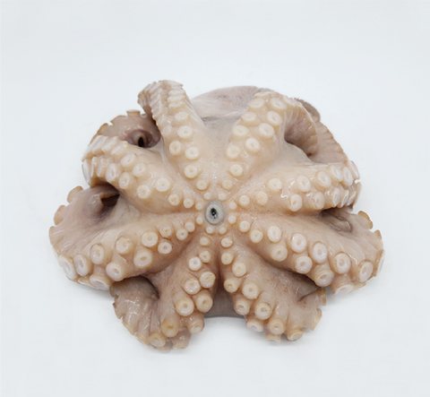 Octopus or squid product 2