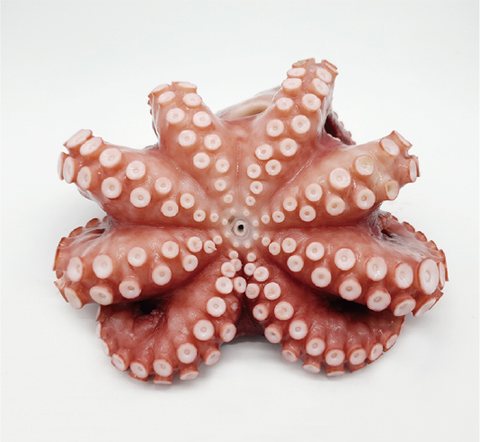 Octopus or squid product 3