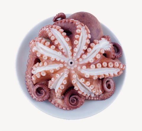 Octopus or squid product 5
