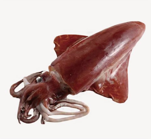 Octopus or squid product 8