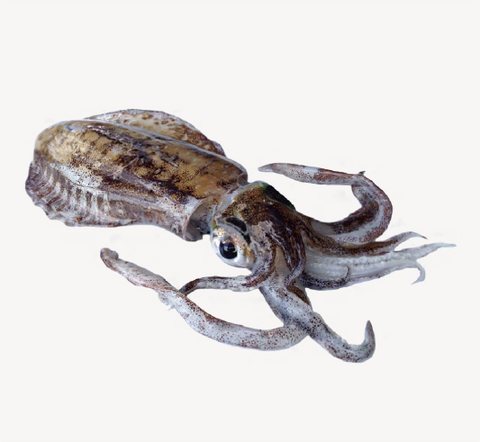 Octopus or squid product 9