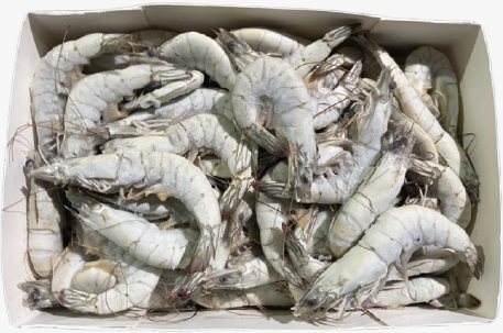 Shrimp product 1