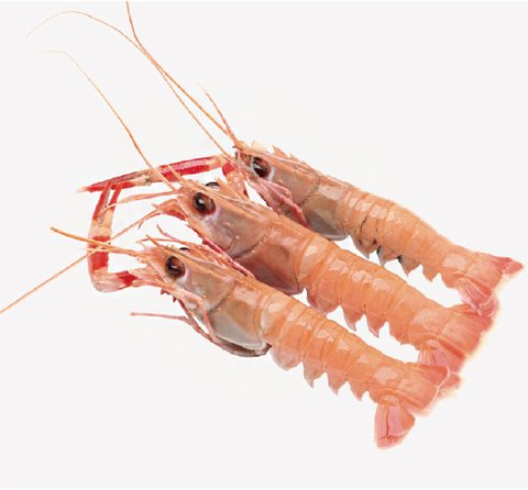 Shrimp product 6