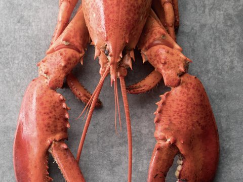 Cooked whole lobster